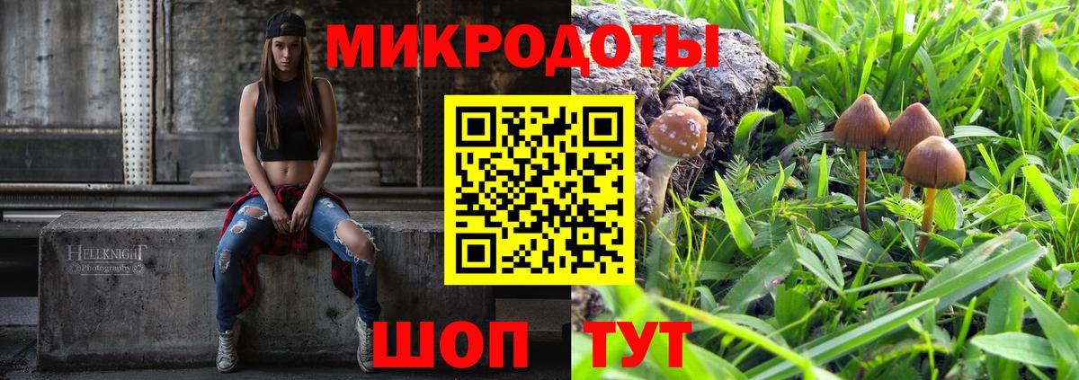 Галлюциногенные грибы Psilocybe Горно-Алтайск